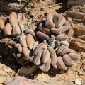 Crassula sericea in habitat.