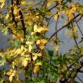 Bursera fagaroides ( Autumnal foliage)
