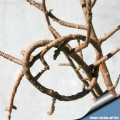 Twigs are very flexible, you can make a knot whit them!!!