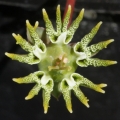 The involucres seem always to have 5 glands, whilst in Euhorbia ornithopus there are only 3 or 4 gland.