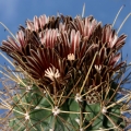 Glandulicactus uncinatus (Catclaw Cactus)