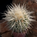 A young specimen. It looks just like a regular golden barrel but the spines are all white instead of yellow.