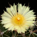 The flowers (6-8 cm wide) are pale yellow with bright silken sheen and scented.