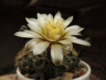 Gymnocalycium taningaense