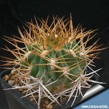 46 cactus-art Cactus Art