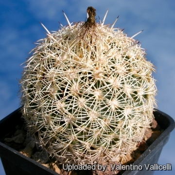 Coryphantha radians var. echinus