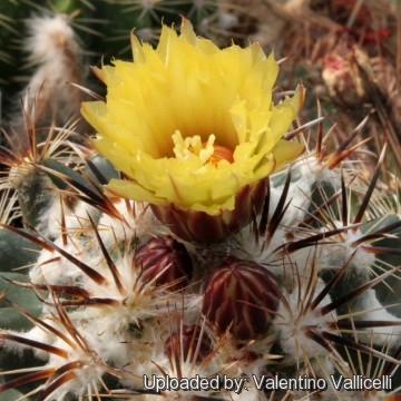 Coryphantha kracikii