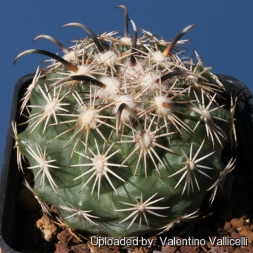 Coryphantha kracikii