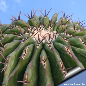 14445 cactus-art Cactus Art