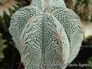 Astrophytum hybrid ONZ-OR (A. myriostigma cv. Onzuka x A. ornatum)