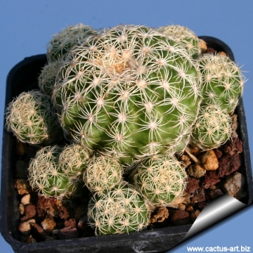 14550 cactus-art Cactus Art