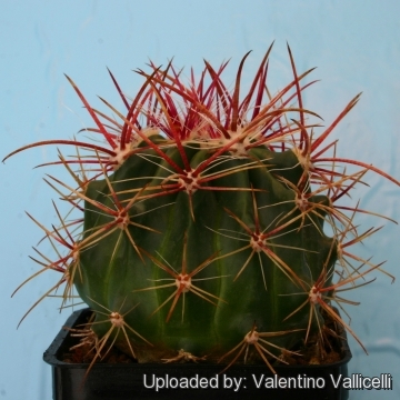 Ferocactus pilosus