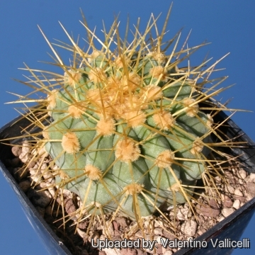 Copiapoa gigantea