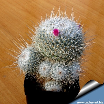 4832 cactus-art Cactus Art