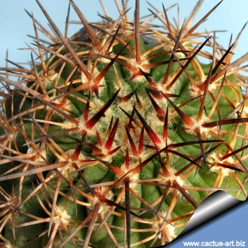 13586 cactus-art Cactus Art