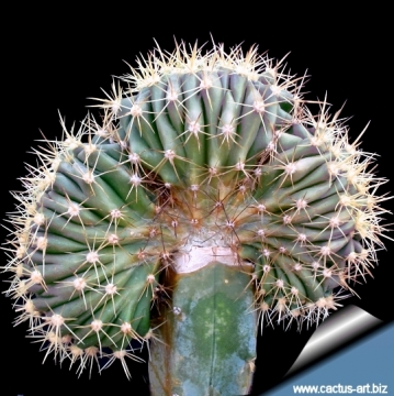 5015 cactus-art Cactus Art