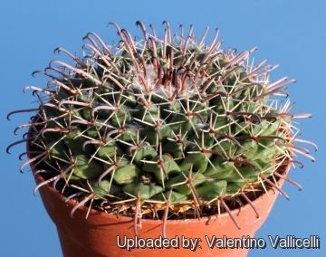 5058 valentino Valentino Vallicelli