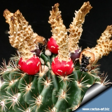 12942 cactus-art Cactus Art