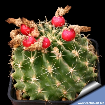12943 cactus-art Cactus Art