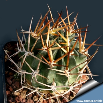 8086 cactus-art Cactus Art
