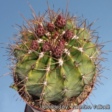 Ferocactus lindsayi