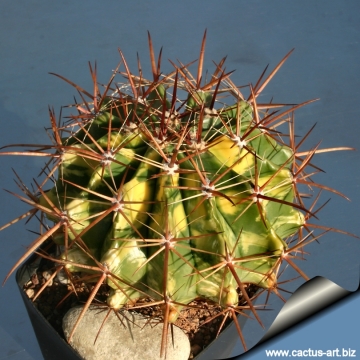 10563 cactus-art Cactus Art