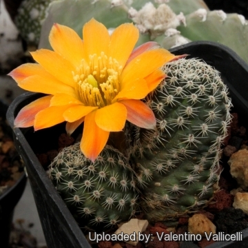 Rebutia pygmaea var. diersiana 'rutiliflora'