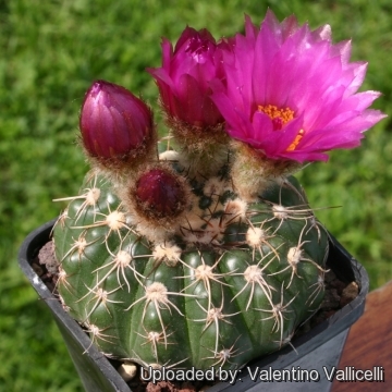 Parodia werneri