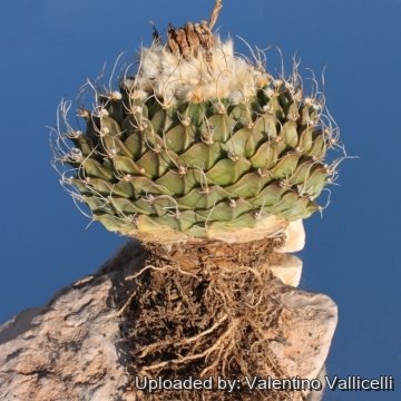 thumbnail image 2 of 3x Obregonia Denegrii Succulent Cactus Plants – 2.5-3cm, Live Flowering Garden Plants 2 of 5