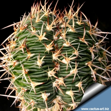 14051 cactus-art Cactus Art