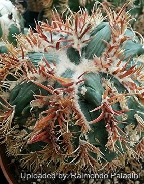 27108 RapCactus Raimondo Paladini