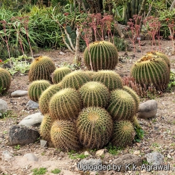 Echinocactus grusonii