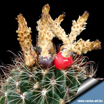 12947 cactus-art Cactus Art