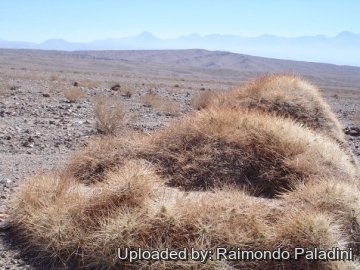 27042 RapCactus Raimondo Paladini