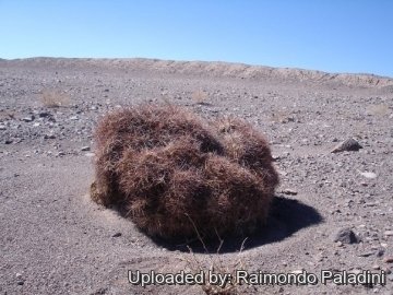 27043 RapCactus Raimondo Paladini