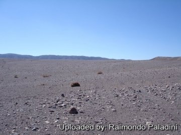 27044 RapCactus Raimondo Paladini