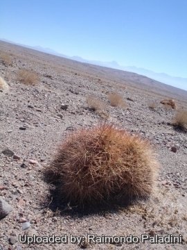 27045 RapCactus Raimondo Paladini