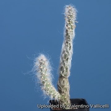 17321 valentino Valentino Vallicelli