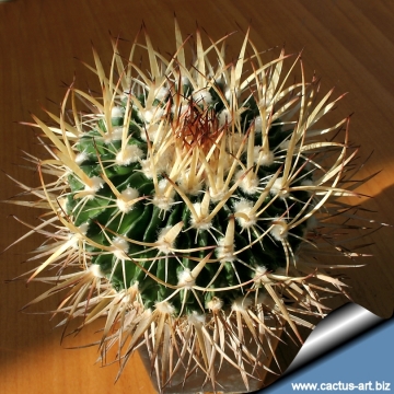 14013 cactus-art Cactus Art