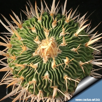 14064 cactus-art Cactus Art