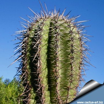 Carnegiea gigantea