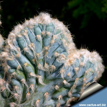 1251 cactus-art Cactus Art