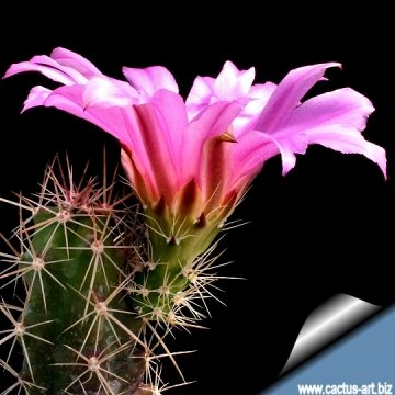 14355 cactus-art Cactus Art