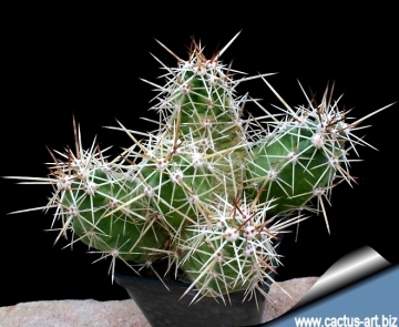 14357 cactus-art Cactus Art
