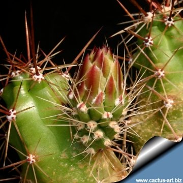 14358 cactus-art Cactus Art