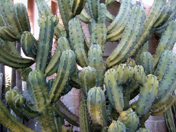 11828 cactus-art Cactus Art