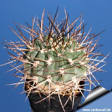 41 cactus-art Cactus Art
