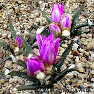 Ariocarpus agavoides