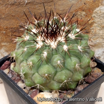 Copiapoa serpentisulcata