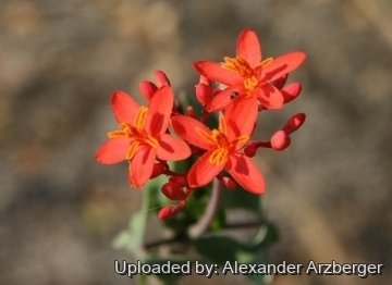 29128 alexander Alexander Arzberger